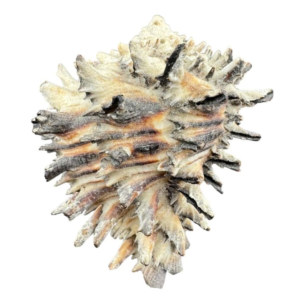 Natural Sea Shell Hepaplex Radix Conch White Black Brown 3.5 Inch
